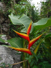 Heliconia bihai