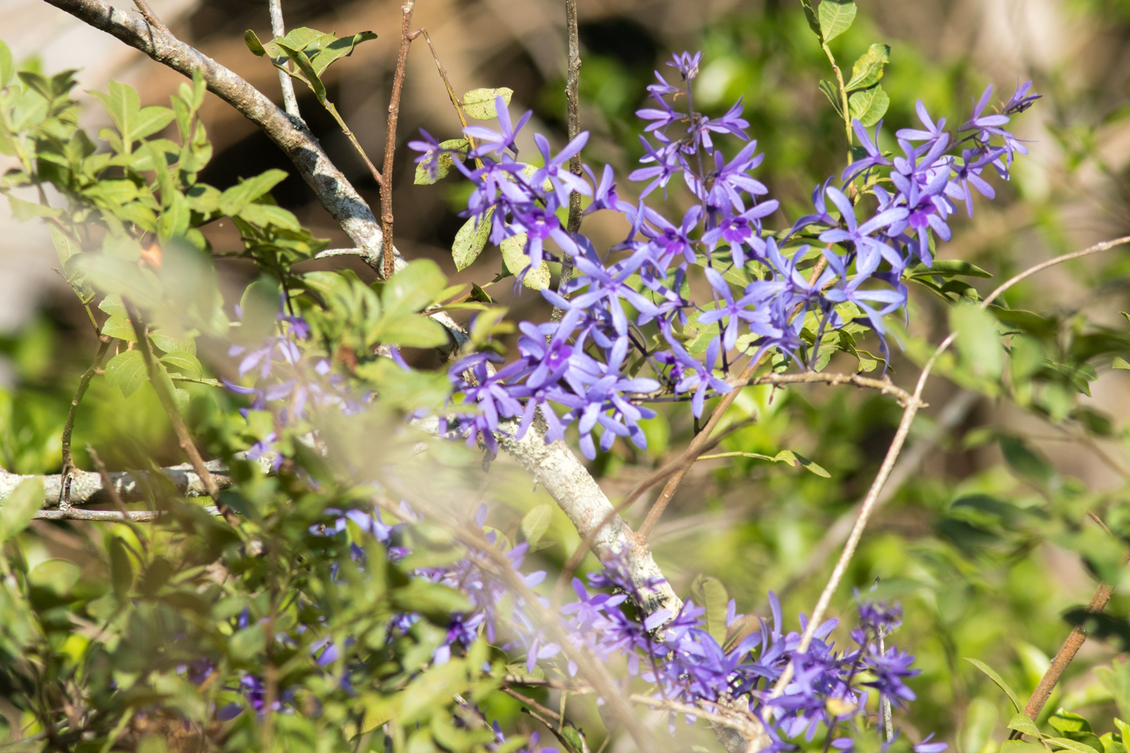 Petrea volubilis