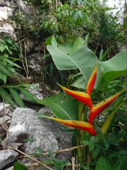 Heliconia bihai