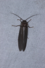 Ithone wilsoni