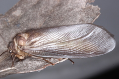 Ithone wilsoni
