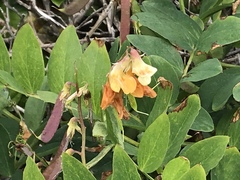 Lathyrus vestitus ochropetalus