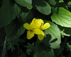 Viola nuttallii