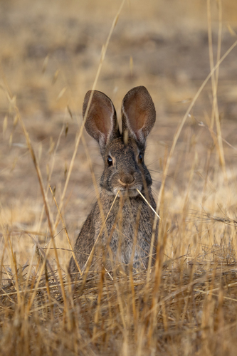 iNaturalist observation photo of Brush Rabbit