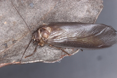 Ithone wilsoni