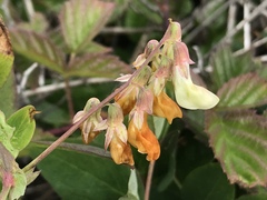 Lathyrus vestitus ochropetalus
