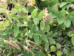 Lathyrus vestitus ochropetalus