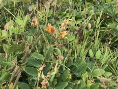 Lathyrus vestitus ochropetalus