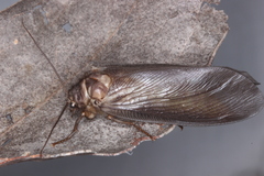 Ithone wilsoni