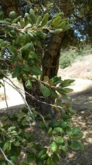 Quercus agrifolia oxyadenia