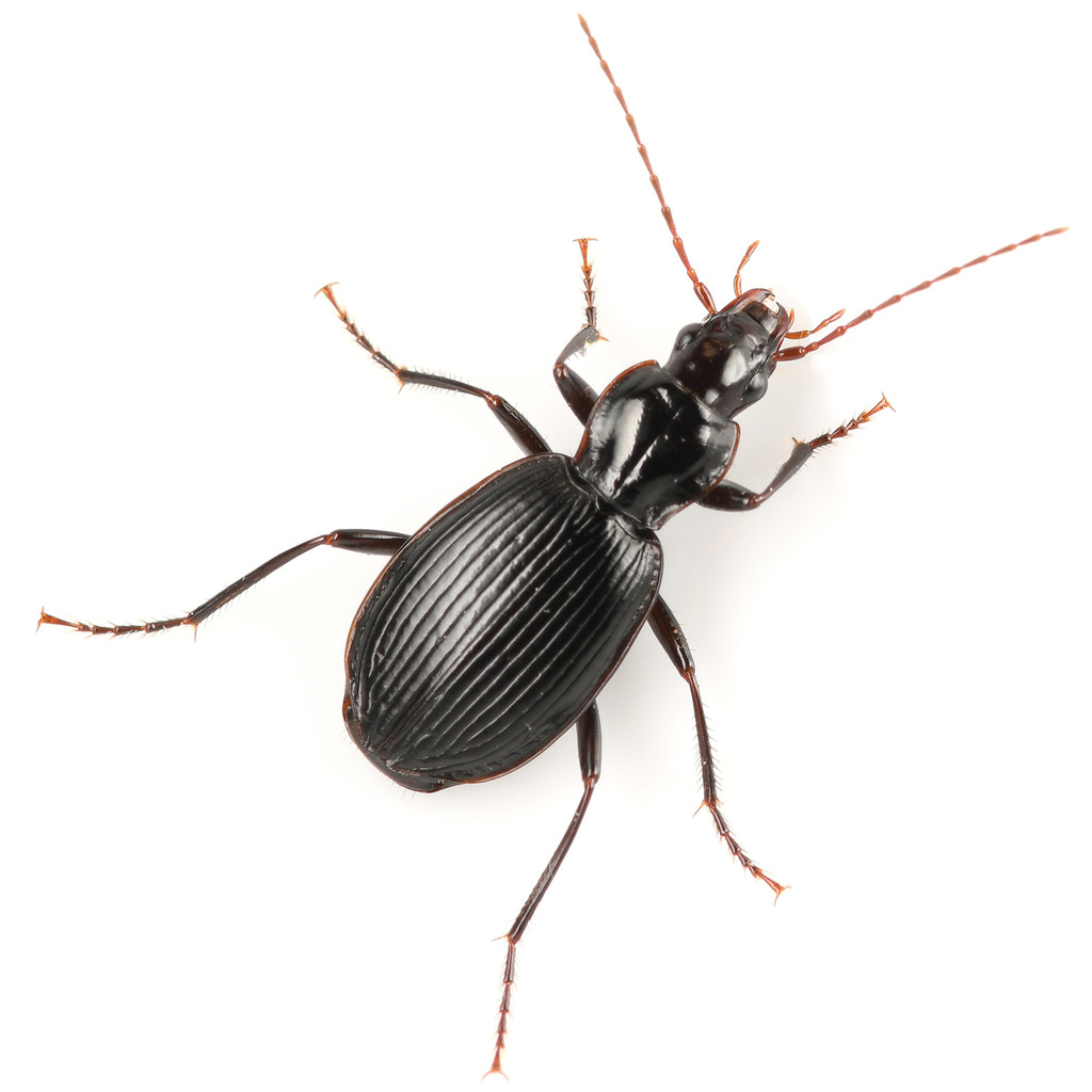 Platynus ovipennis