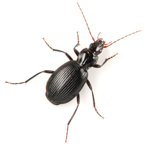 Platynus ovipennis (Mannerheim, 1843)