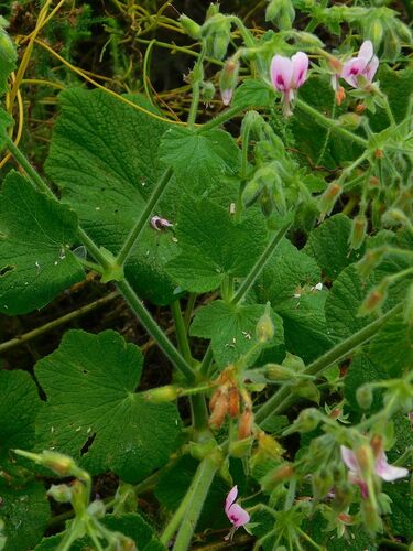 Pelargonium papilionaceum, photograph 6