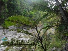 Phyllanthus myriophyllus