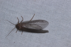 Ithone wilsoni