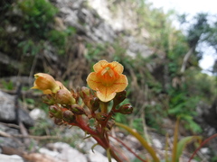 Rhytidophyllum bicolor