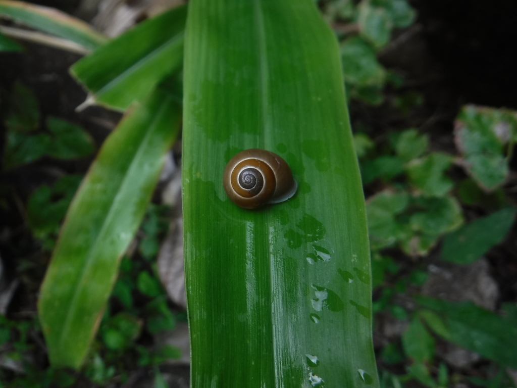 Eurycratera