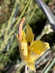 Calochortus concolor