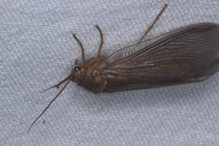 Ithone wilsoni