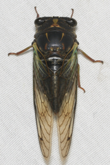 Neotibicen lyricen engelhardti