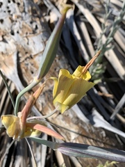 Calochortus concolor