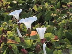 Calystegia × lucana