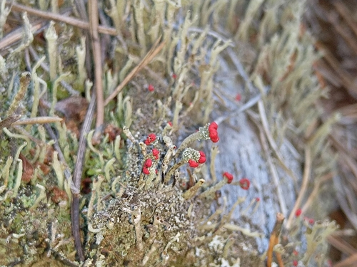 Flörkes Scharlachflechte