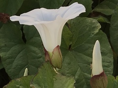 Calystegia × lucana