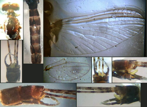 Habrophlebia eldae