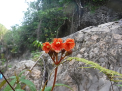 Rhytidophyllum bicolor