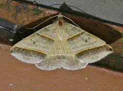 Ptichodis vinculum