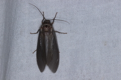Ithone wilsoni