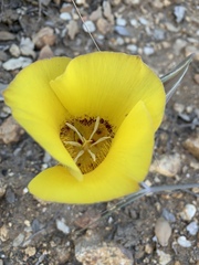 Calochortus concolor