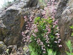 Heuchera hirsutissima