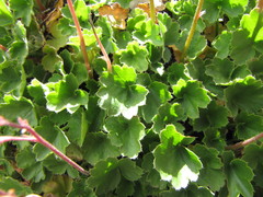 Heuchera hirsutissima