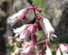 Heuchera hirsutissima