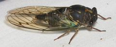 Neotibicen lyricen engelhardti
