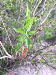 Anisacanthus pumilus