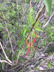 Anisacanthus pumilus