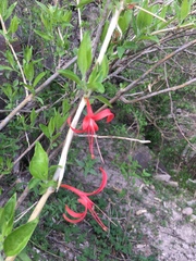 Anisacanthus pumilus