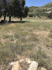 Elymus lanceolatus lanceolatus