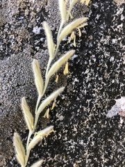 Elymus lanceolatus lanceolatus