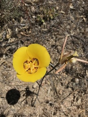 Calochortus concolor