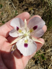 Calochortus eurycarpus