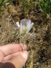 Calochortus eurycarpus