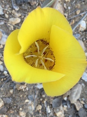 Calochortus concolor