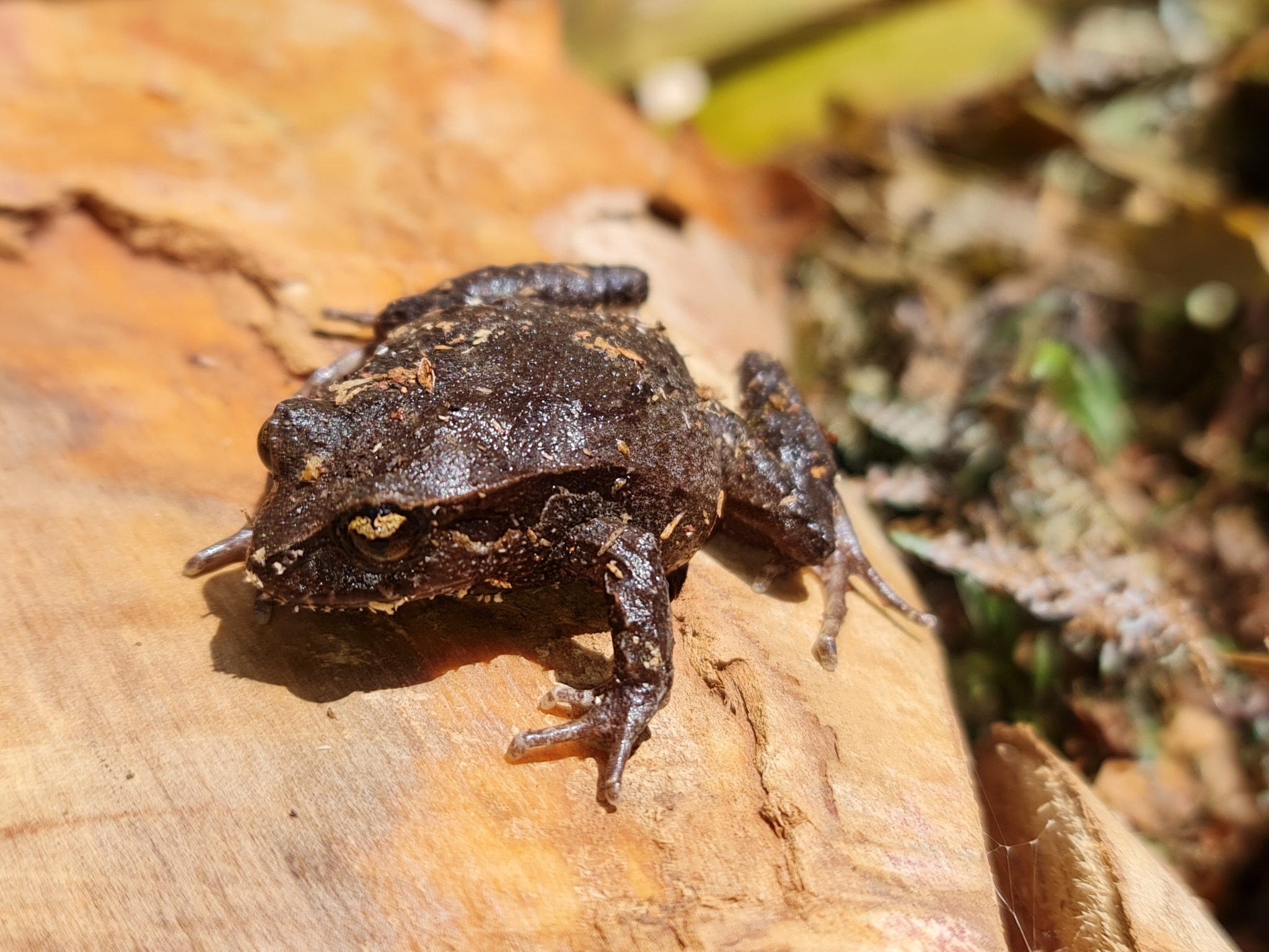 Eupsophus calcaratus (Günther, 1881)