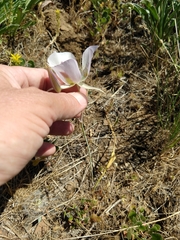 Calochortus eurycarpus