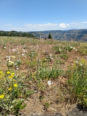Calochortus eurycarpus