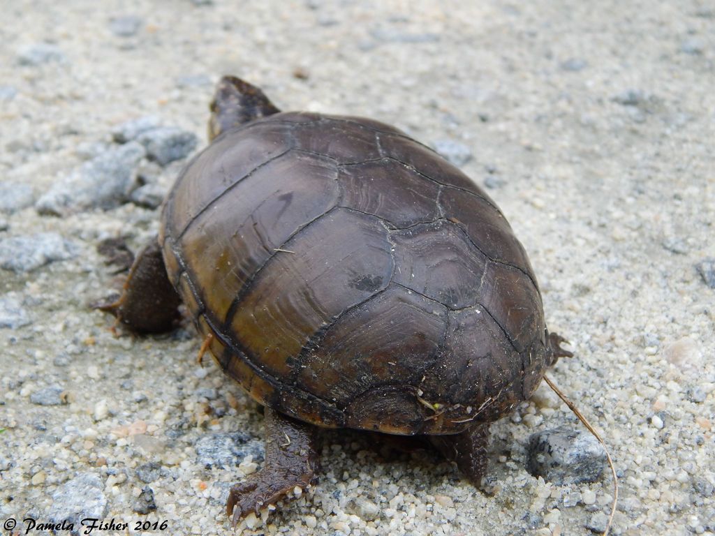 Eastern Mud Turtle from Bombay Hook National Wildlife Refuge, Whitehall ...